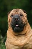 SHAR-PEI 978